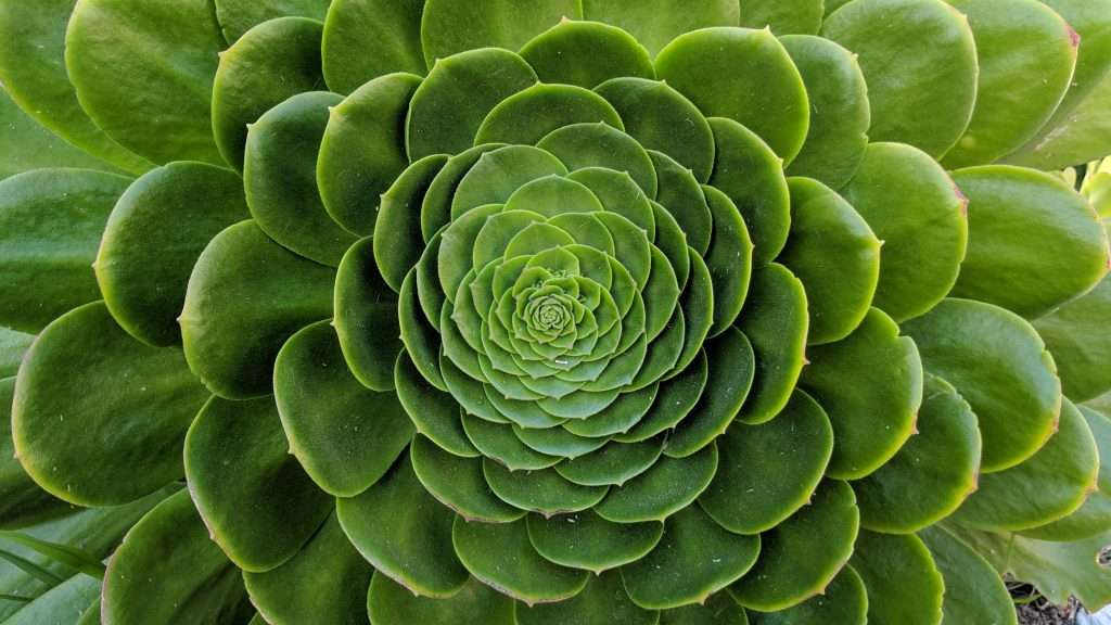 fractals in nature